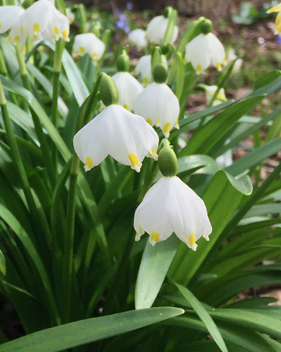 leucojum vernum.jpg